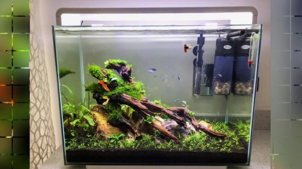 Aquarium Mini Aquascape - SEON Digital Marketing