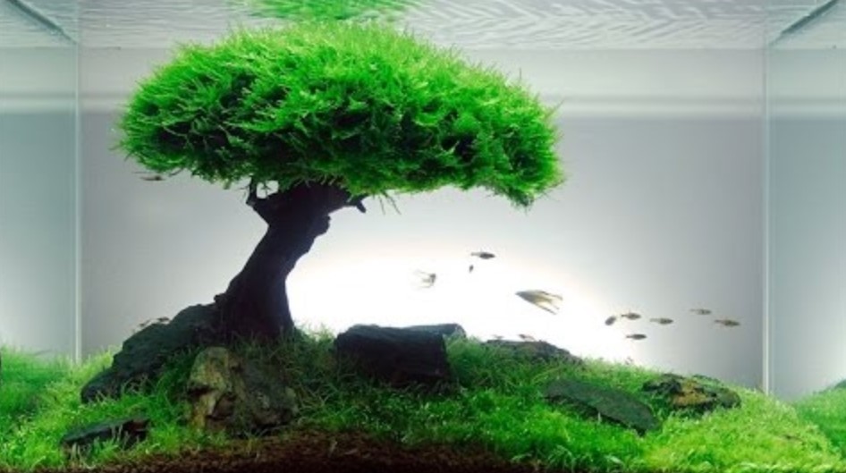 Aquascape Nanural Sederhana - SEON Digital Marketing