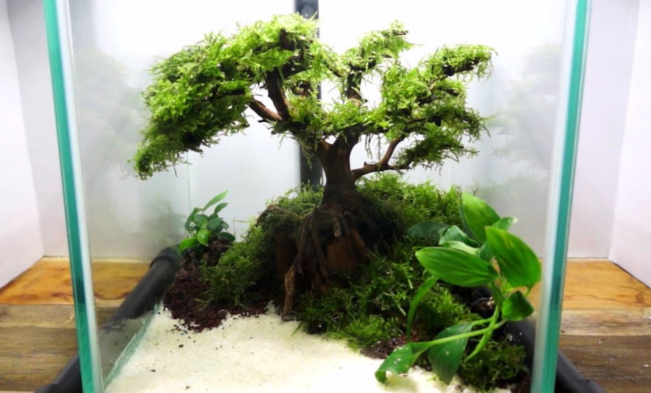 Contoh Aquascape Bonsai - SEON Digital Marketing