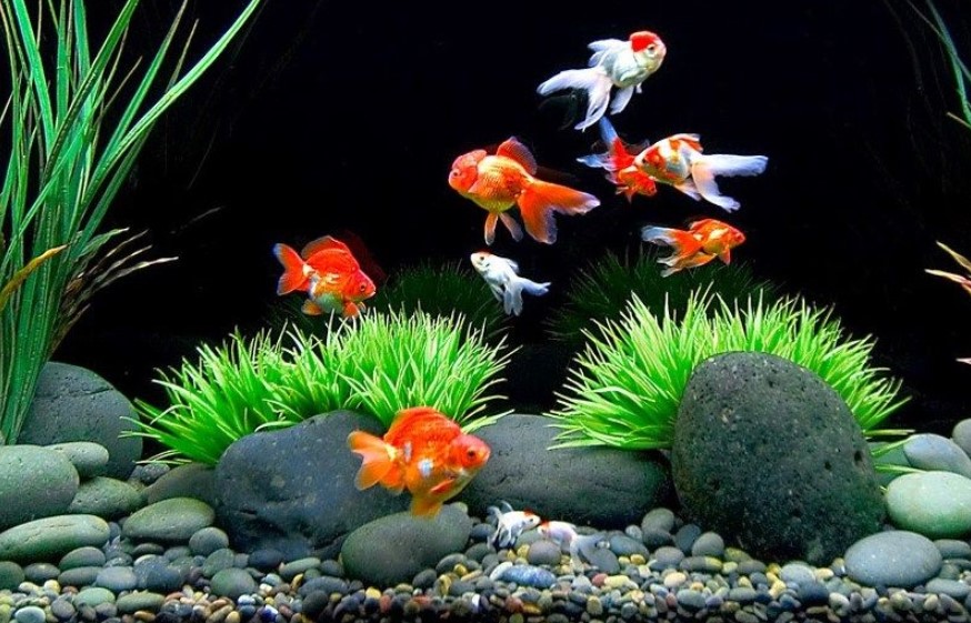 Contoh Gambar Aquarium Aquascape - SEON Digital Marketing